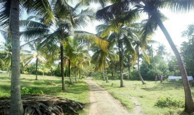 Bahçe tasarımı Hindistan 'ın evinin avlusunda hindistan cevizi ağaçlarından oluşan küçük bir bahçe.