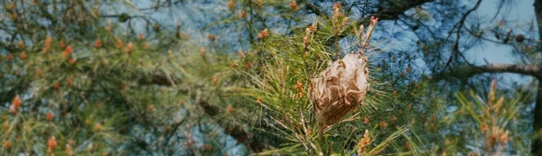 Unscharfes Hintergrundpanorama Waldschädlinge Schmetterlingsnest Pine Processionary Caterpillar Thaumetopoea Pityocampa Hergestellt — Stockfoto