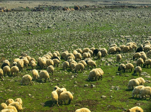 Ovejas Campo Verde Primavera Turquía Oriental Región Ciudad Diyarbakir — Foto de Stock