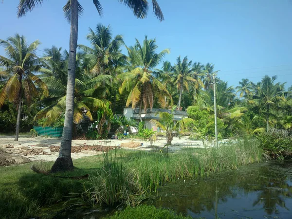 Palm Grove Aan Rand Van Het Indiase Dorp Aangenaam Tuin — Stockfoto