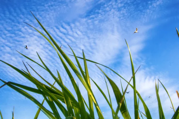 Verão Por Mar Grama Costeira Gaivotas Céu Azul Tiro Através — Fotografia de Stock