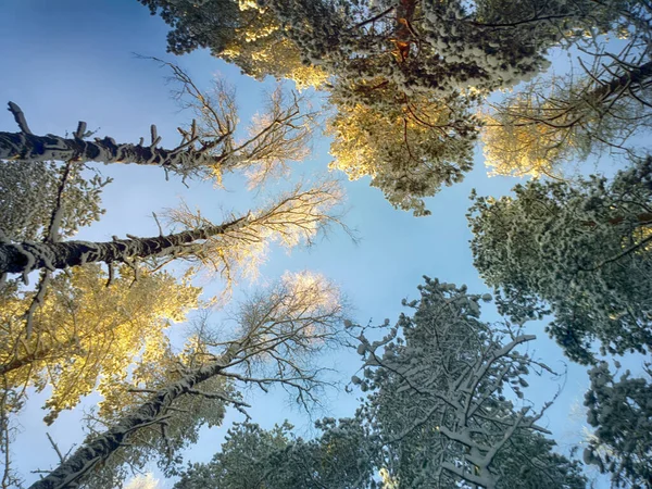 Проста Краса Природи Взимку Після Снігопадів Вершини Дерев Освітлені Сонцем — стокове фото