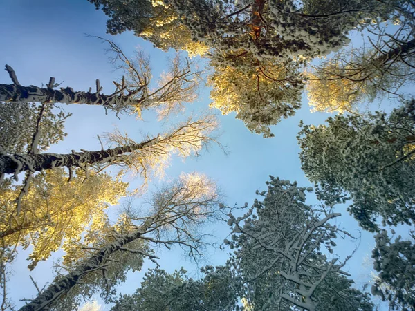 Einfache Schönheit Der Natur Winter Nach Einem Schneefall Wipfel Von — Stockfoto