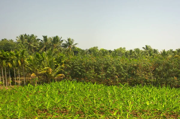 Orman bahçeleri ve orman yerine Asya tropikal tarım bölgesi