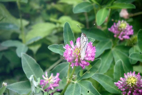 Vlinders Tijdgeest Van Liefde Paringsgedrag Copulatie Vlinder Zwart Geaderd Wit — Stockfoto