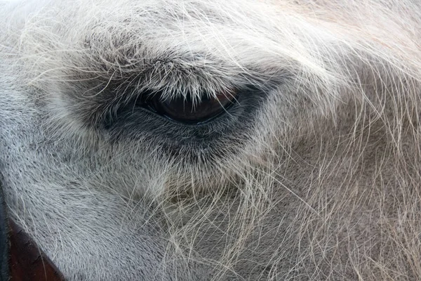 Глаз Верблюда Одно Животное Аркане Крупным Планом — стоковое фото