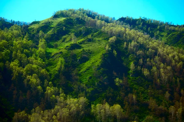 Verde Montaña Cresta Escena Parte Baja Del Prado Montaña Altai — Foto de Stock