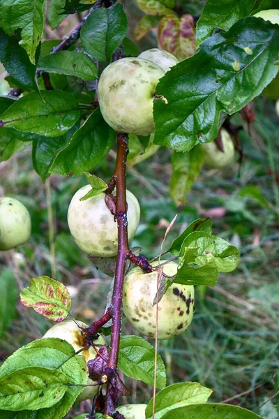 Wygląd Dzikich Jadalnych Jabłek Ogród Dojrzałych Jabłek Nie Rolników — Zdjęcie stockowe