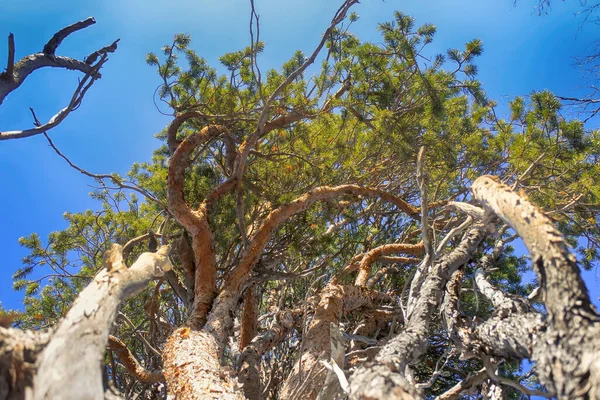 Pathologie Der Bäume Kolumne Prominente Kiefer Ungewöhnliche Kiefern Dichter Astplexus — Stockfoto