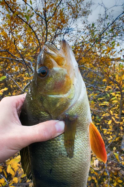 Good Spining Fishing Northern Rivers Big Perch Fish Hands Catch — Stock Photo, Image