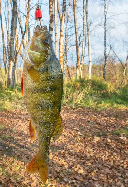 Herbstfischen Nur Aus Dem Wasser Großer Barsch — Stockfoto