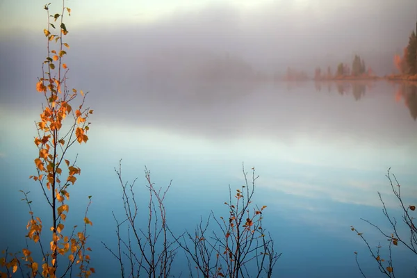 Kävele Syksyllä Metsässä Syksyllä Syksyn Surullinen Kauneus Sumu Keltainen Lehvistö — kuvapankkivalokuva