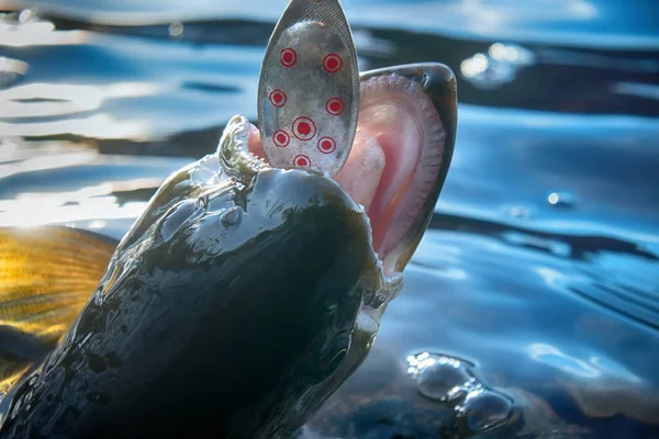 斯堪的纳维亚湖中的纺鱼 罗克鳟鱼 钢头虹鳟鱼 卡尔鱼 公牛鳟鱼 割喉鱼 松懈鱼 Salmo Trutta Trutta — 图库照片