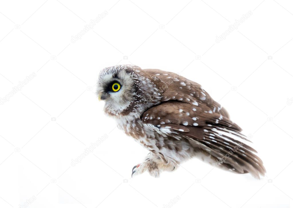 Aggressive Tengmalm's owl (Aegolius funereus) on white background. Large-headed owl with soft feathers (silent flight). Side view
