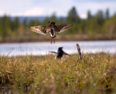 Pugnacious handsome 7. Ultimate fighting. Sandpipers (waders) ruffs (Philomachus pugnax, males) fight in swamp against background of lake and forest clipart