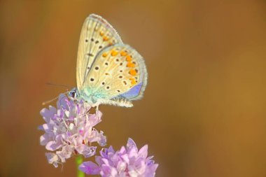 Kırım 1 bozkırlarından gelen zarif kanatlı kelebekler (Lycaenidae). Beyaz çiçeklerle beslen