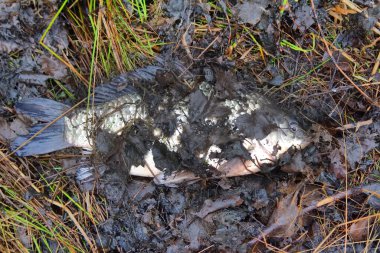 Kötü bir çevre, kıyıda yatan büyük ölü bir balık.