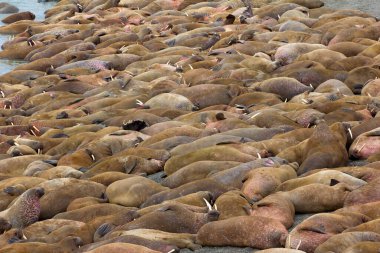 Life Atlantic walruses at haul out sites is (at most) of sleep and small conflicts with neighbors. Ned for such dense abundance of sleeping individuals is not clear, as massive males no enemies-predators clipart
