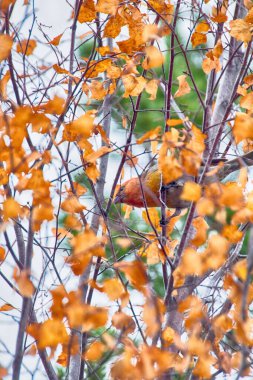 Pine grosgaga (Pinicola enucleator), Kuzey Taiga 'nın tipik bir kuş türüdür ve tipik istilacı türdür (göçebe göçler, kozalaklı kozalaklı ağaçlar ve böğürtlen tohumlarının bulunduğu göçebe, üreme ve kışlar). Kadın.