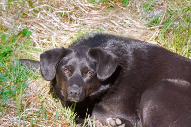 Siyah kırma köpek ılık güneşte yeşil çimlerde uyuyor.