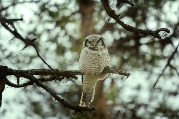 タイガの森の木に鷹のフクロウの糸 — ストック写真