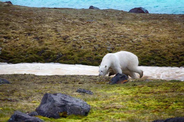 Ursos Polares Terra Franz Joseph Mulher Com Filhote Gordo Engraçado — Fotografia de Stock