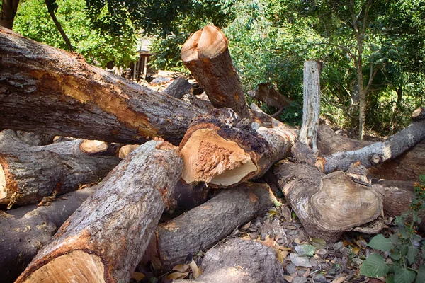 黑海亚热带干旱地区落叶森林的砍伐 亚热带生态系统的破坏 木材的砍伐 灌木的破碎 — 图库照片