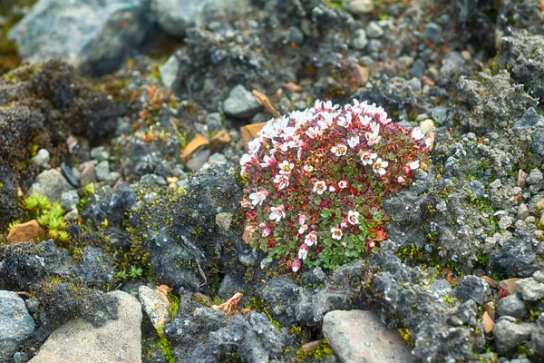 Επιστήμη Οικολογία Ανθεκτικά Φυτά Υψηλής Αρκτικής Πυκνή Μορφή Δομή Του — Φωτογραφία Αρχείου