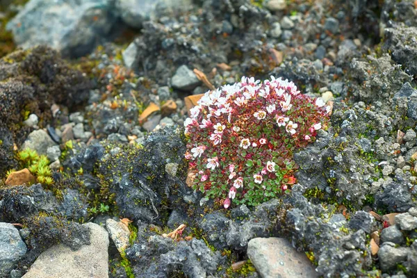 科学生態学 高北極の耐性植物 密なフォーム サキフラージュの塊 ポルスター植物 の構造は 防風フォームの浸透を防ぎます フランス Joseph — ストック写真