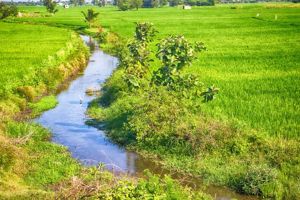 Reisanbau Asien Culvert Kanal Graben Zwischen Reisfeldern Und Seidenreiher Als — Stockfoto