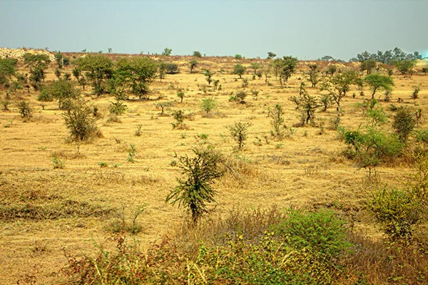 Área Distrito Nagpur Maharashtra Índia Alpes Secos Com Arbustos — Fotografia de Stock