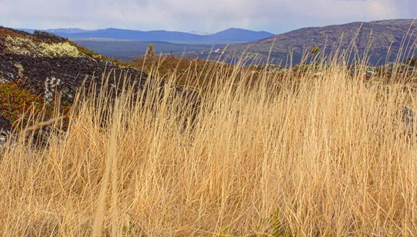 Trockenes Gras Wiegt Sich Wind Berge Hintergrund — Stockfoto