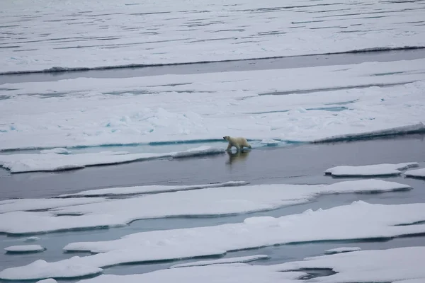 Orso Polare Vicino Polo Nord Orso Distese Oceano Artico — Foto Stock