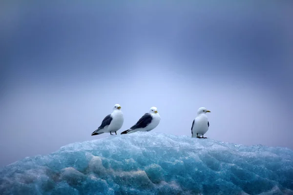 北极的吸引力很弱 Kittiwake Tarrock Rissa Tridactyla 坐在冰山顶上 冰面上布满了风雨交加的美丽洞穴 冰图案 冰花边 表面质感 — 图库照片