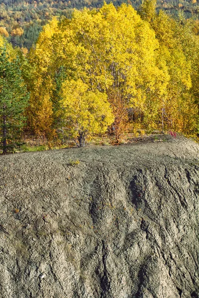Χαλαρό Φθινόπωρο Midst Του Φθινοπώρου Αρκτικά Κωνοφόρα Δάση Πρόσμιξη Σημύδας — Φωτογραφία Αρχείου