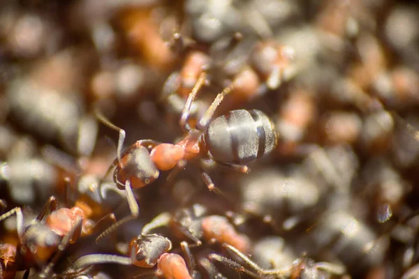 Myror Rör Sig Myrstacken Marco Många Insekter Bakgrund — Stockfoto