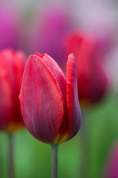 Pink Tulip Flower Favorite Bright Garden Decoration Flowers Landscape Design — Stock Photo, Image