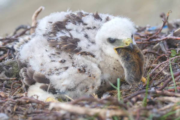 Ошейниковый Лемминг Dicrostonyx Torquatus Является Основной Пищей Грубоногого Buzzard Buteo — стоковое фото