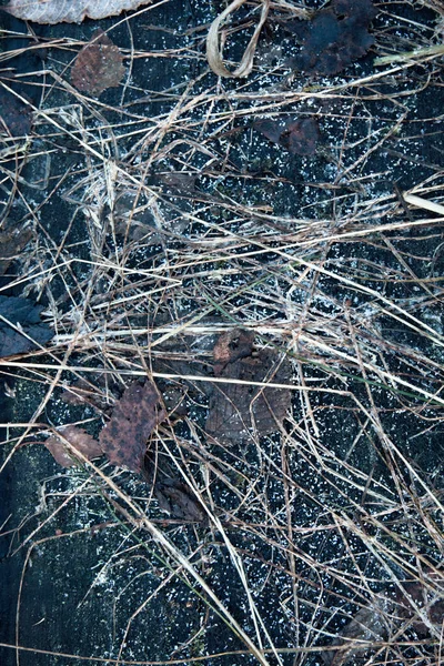 Bevroren Achtergrond Van Natuurlijke Materialen Planten Vorst Zwart Hout — Stockfoto