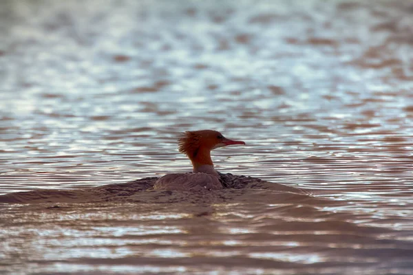Veel Voorkomende Merganser Tijdens Herfsttrek Duikende Vogels Dompelde Romp Water — Stockfoto
