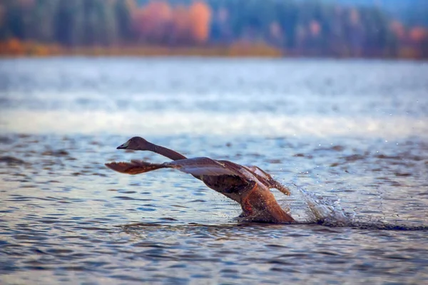 Whooper Swan Pesa Até Muito Difícil Decolar Água Corrida Dezenas — Fotografia de Stock