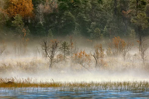 Herrliche Herbstlandschaft Mit Fluss Und Nebelwald Erholung Freien — Stockfoto