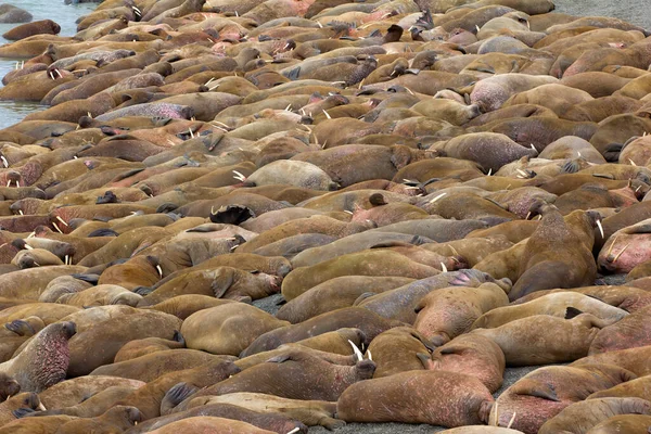 Vida Morsas Atlánticas Los Lugares Acarreo Sumo Sueño Pequeños Conflictos —  Fotos de Stock