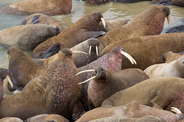 Enorma Atlantiska Valross Odobenus Rosmarus Rosmarus Sover Varandra Bland Stranden — Stockfoto