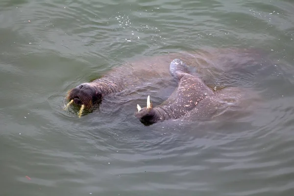 Deux Morses Atlantique Odobenus Rosmarus Rosmarus Eau Peu Profonde Taille — Photo