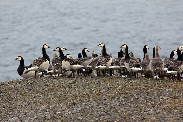 Barnacle Goose Chicks Összebújva Szűk Nyáj Előtt Kamera Gees Sarkvidéki — Stock Fotó