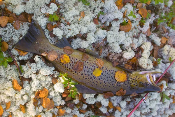 Luxusfischertrophäe Aus Dem Herbstsee Männlicher Lachs Bachforelle Zuchtfärbung Auf Einem — Stockfoto
