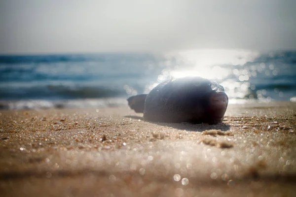 アラビア海 GoaとKerala の海岸にある素晴らしいビーチでは 貝殻を集めることができます トリガーフィッシュ — ストック写真