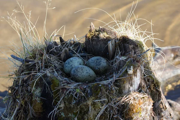 관찰자들을 특이하게 둥지를 만드는 갈매기가 속에서 그루터기 꼭대기에 둥지를 — 스톡 사진