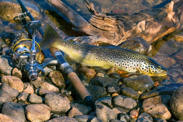 Bra Trofé Fångad Snurrande Öring Salmo Trutta Fario Vatten Småsten — Stockfoto